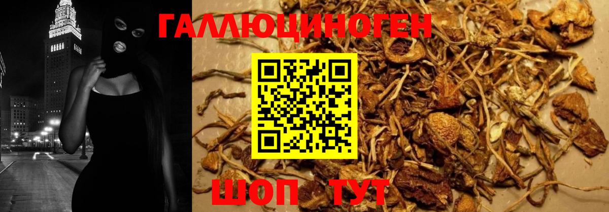 Псилоцибиновые грибы Psilocybine cubensis Верхняя Салда